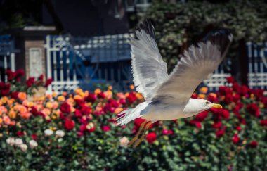 Gül bahçesindeki çeşmenin yanında martı