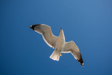 Mavi arka planda uçan tek bir martı.