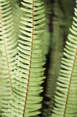 Bahar mevsiminin yeşil yaprakları