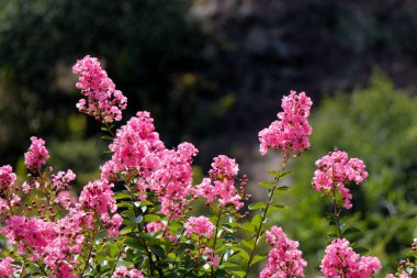 Doğada güzel taze çiçekler