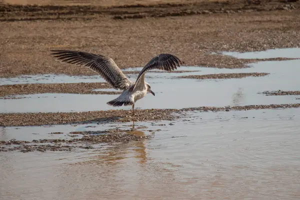 stock image Seagull  on rest on ground with muddy waters