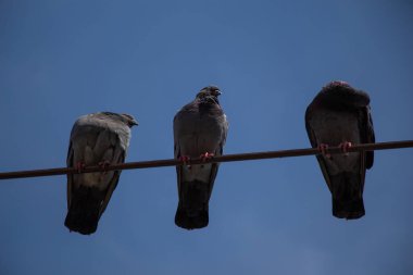 Güvercin kuşları mavi gökyüzü arkaplanlı tellerin üzerine tünediler.