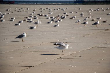 Martılar beton zeminde dinleniyorlar.
