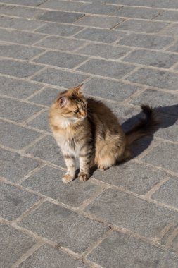 Sokak kedisi şehrin sokaklarında görüldü.