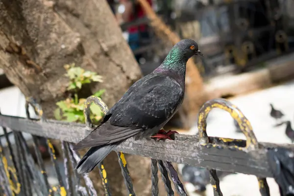 stock image Lonely bird lives in the natural environment