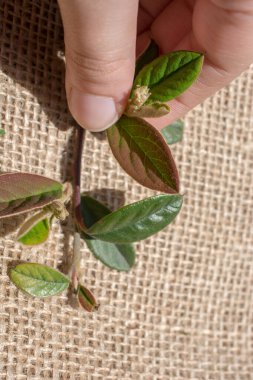 Elinde keten bir tuvalin üzerinde yeşil yapraklar