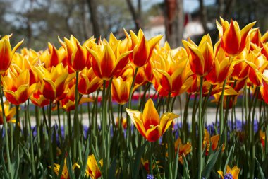 Baharda turuncu renkli taze laleler.