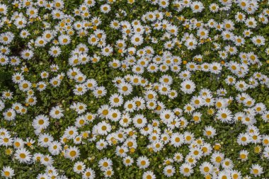 Arka plan olarak güzel papatya çiçekleri