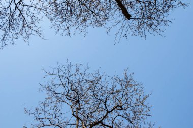 Bahçede bir ağacın parçası görünüyor.