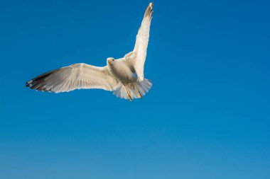 Deniz kuşu martısı özgürlük kavramı olarak gökyüzünde uçuyor.