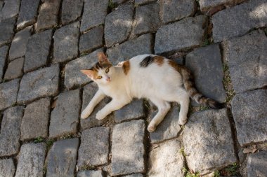 Sokak kedisi şehrin sokaklarında görüldü.