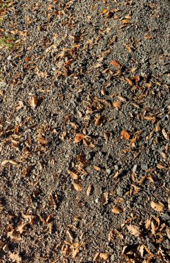 Arka plan için sonbahar yaprakları dokusu. Yaprak arkaplan dokusu