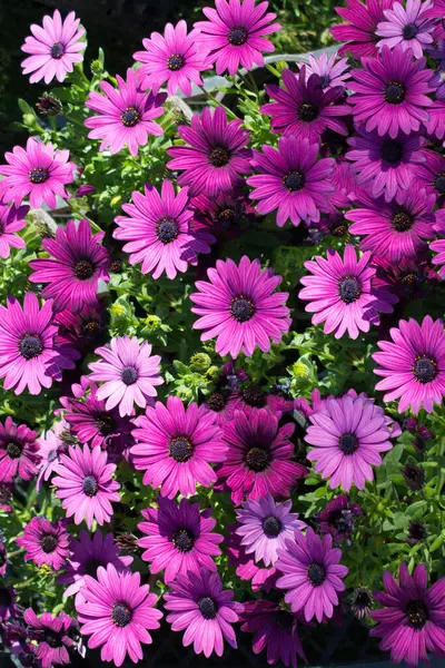 Renkli bir arkaplan olarak açan bahar çiçekleri