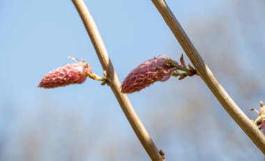 Renkli açan yabani bahar çiçekleri