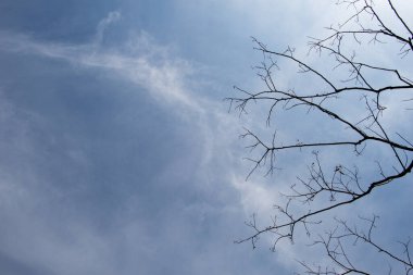 Büyüyen bir ağacın parlak ve hassas bir görüntüsü.