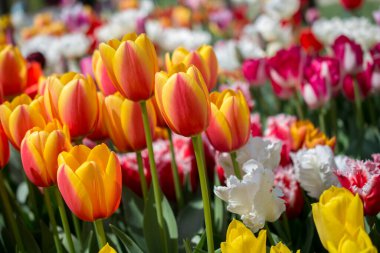 Bahar bahçesinde renkli lale çiçekleri açar.