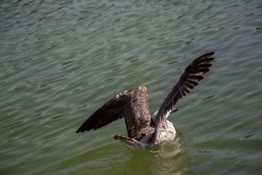 Gölün sığ sularında tek bir martı.