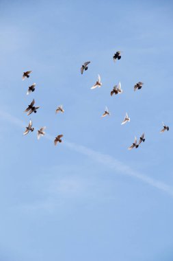 Mavi gökyüzünde uçan kuş sürüsü