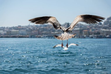 Arka planı deniz olan tek bir martı.