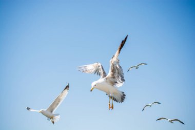 Gökyüzünde kayak yapan martı sürüsü