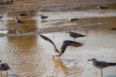 Martılar çamurlu sularda dinleniyor.