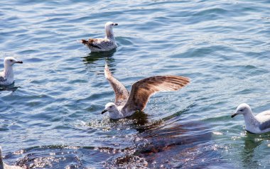 Martılar denizin sularındalar.