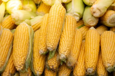 Yiyecek olarak bir sürü taze soyulmuş mısır var.