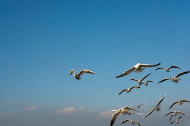 İstanbul 'da deniz üzerinde uçan martılar