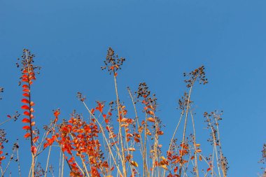 Ağacın üst kısmı ağaç dalları ve gökyüzü manzaralı