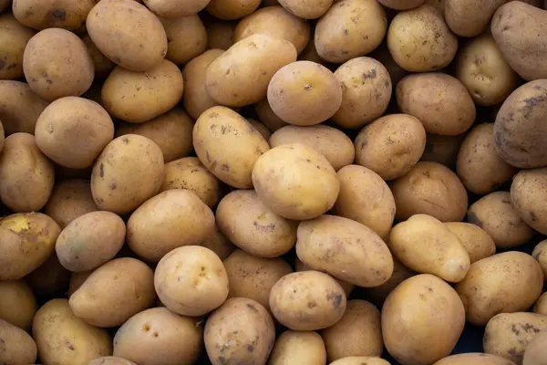 Taze sebze konsepti, organik doğal gıda, patates yetiştirme, tarım..