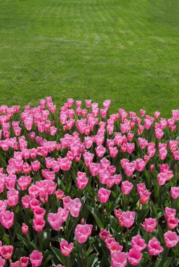 Bahar mevsiminde açan Lale Çiçekleri