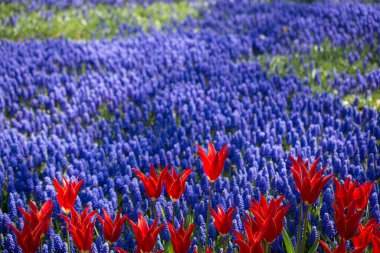 Bahçede renkli lale çiçekleri açar.