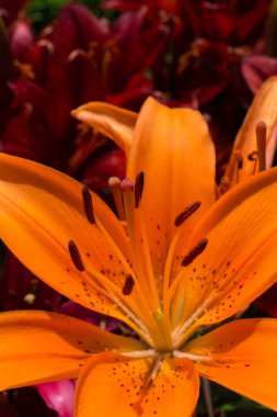 Çiçekler açan taze, güzel zambak çiçekleri