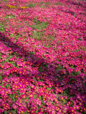 Renkli bir arkaplan olarak açan bahar çiçekleri