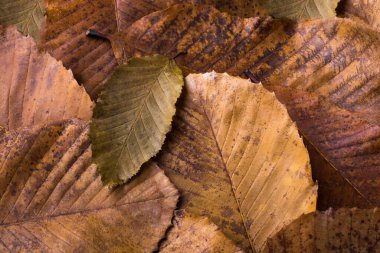 Sonbahar bir arka plan olarak kuru yaprak diğer yapraklarda üstün