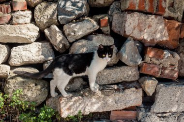 Evcil bir hayvan gibi görünen sevimli bir kedi yavrusunun portresi