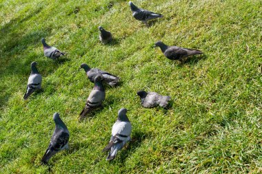 Güneşli bir günde yeşil çimenlerin üzerinde güzel güvercinler
