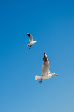 Gökyüzünde uçan bir çift martı.