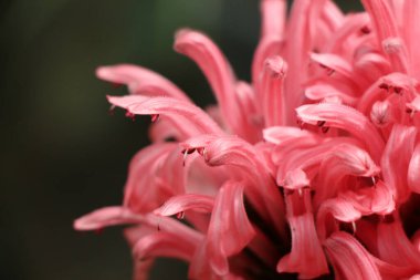 Doğa arka planda güzel Brezilyalı Blume çiçekler