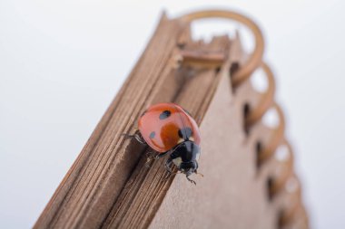 Kırmızı uğur böceği bir defter üzerinde yürüyen güzel fotoğraf