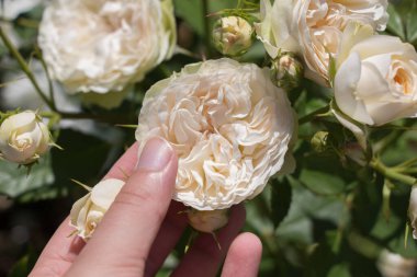 Gül bahçesinde bir gül tutarken