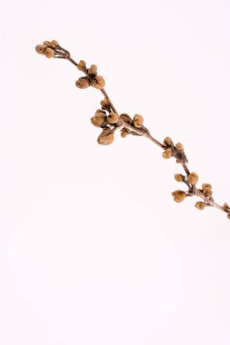 Beyaz zemin üzerinde bir çiçek bitki