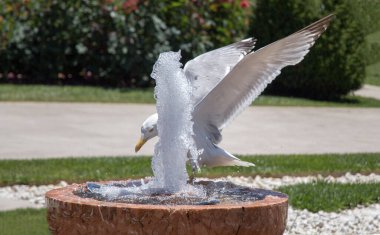 Gül bahçesindeki çeşmenin yanında martı
