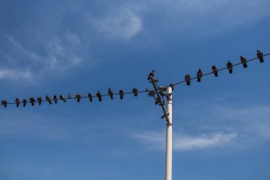 Güvercin kuşları mavi gökyüzü arkaplanlı tellerin üzerine tünediler.