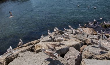 Deniz kıyısında martılar bulunur.