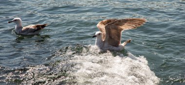 Martılar denizin sularındalar.