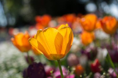 Bahçede turuncu renkli lale çiçekleri açar.