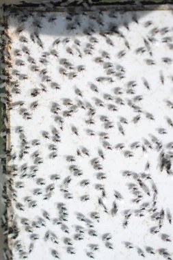 Uçan karınca sürüsü beyaz bir arkaplanda toplanır.