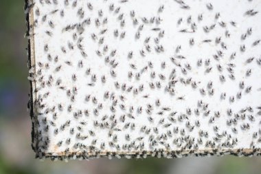 Uçan karınca sürüsü beyaz bir arkaplanda toplanır.