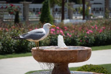 Parkta gül taşıyan tek bir martı.